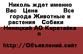 Николь ждет именно Вас › Цена ­ 25 000 - Все города Животные и растения » Собаки   . Ненецкий АО,Каратайка п.